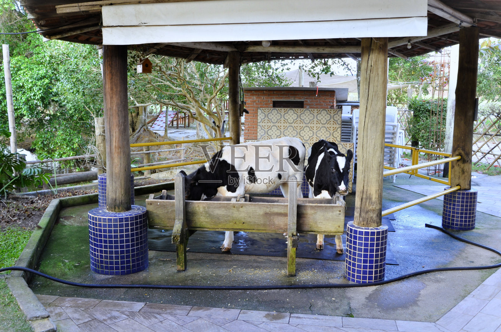 荷兰奶牛(荷斯泰因-弗里西亚)在畜栏里喂养照片摄影图片