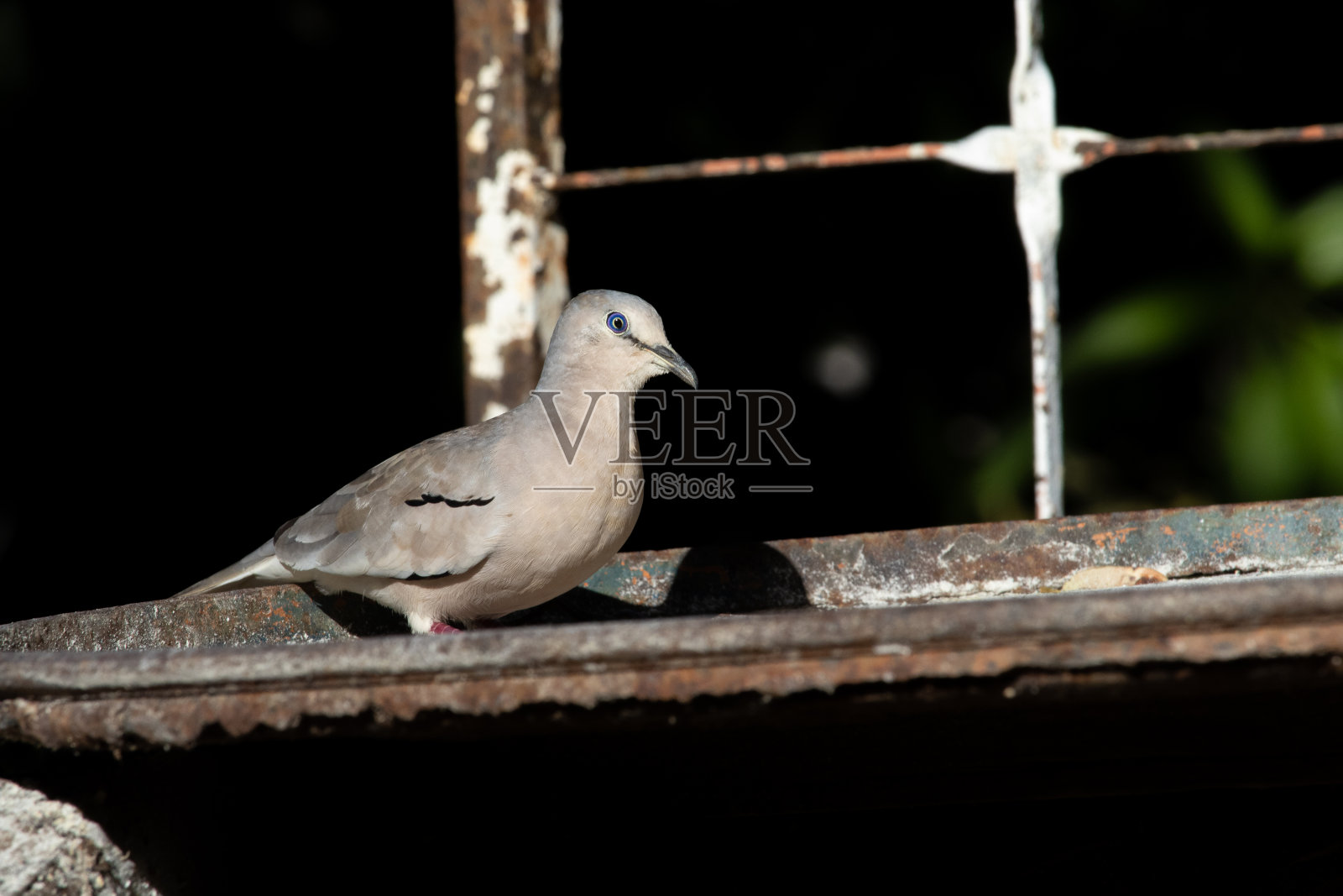 斑鸠照片摄影图片
