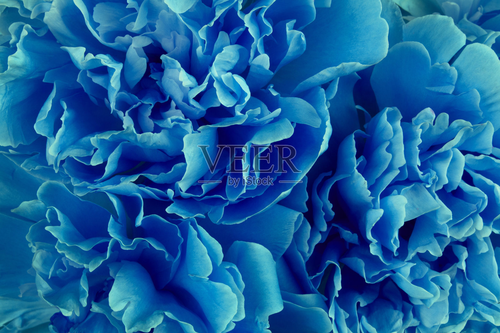 背景花瓣纹理呈牡丹蓝色照片摄影图片