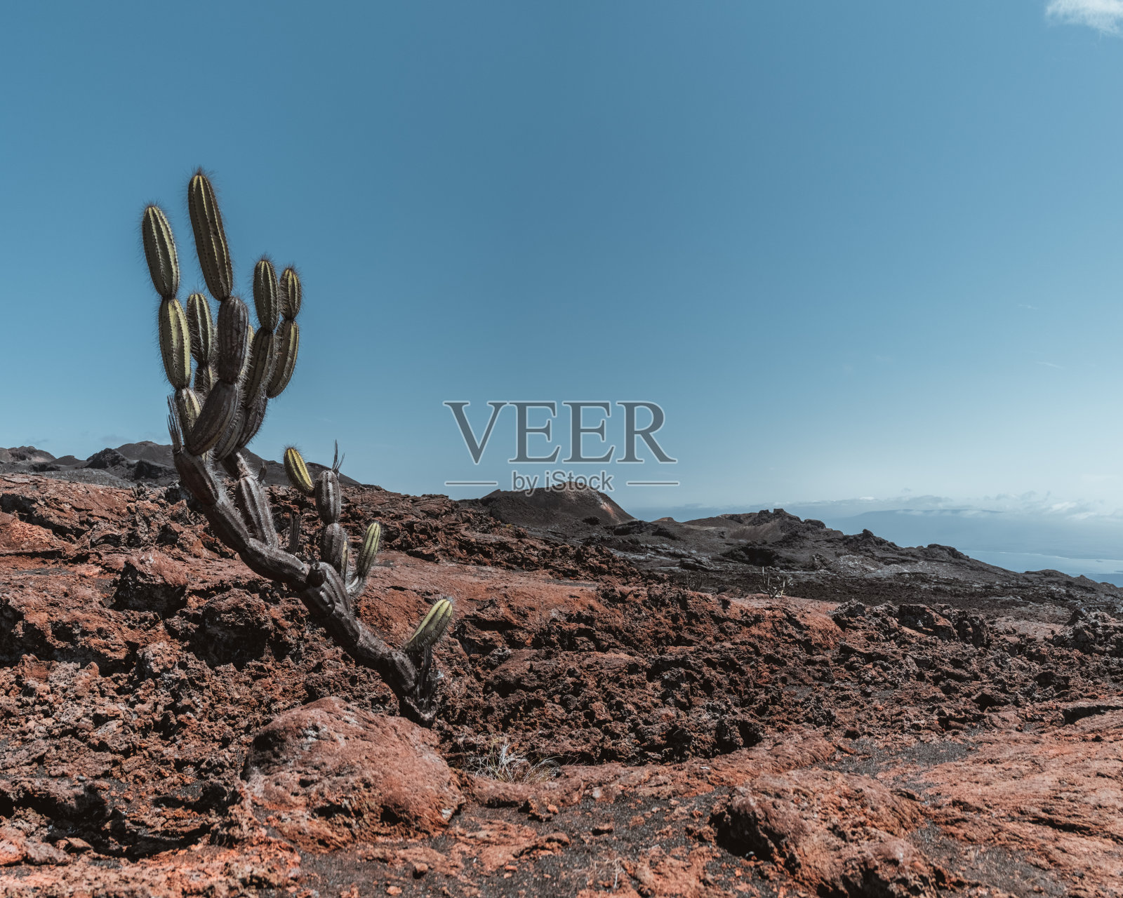 在晴朗的蓝天下,厄瓜多尔加拉帕戈斯群岛伊莎贝拉岛奇科火山上的仙人掌。照片摄影图片