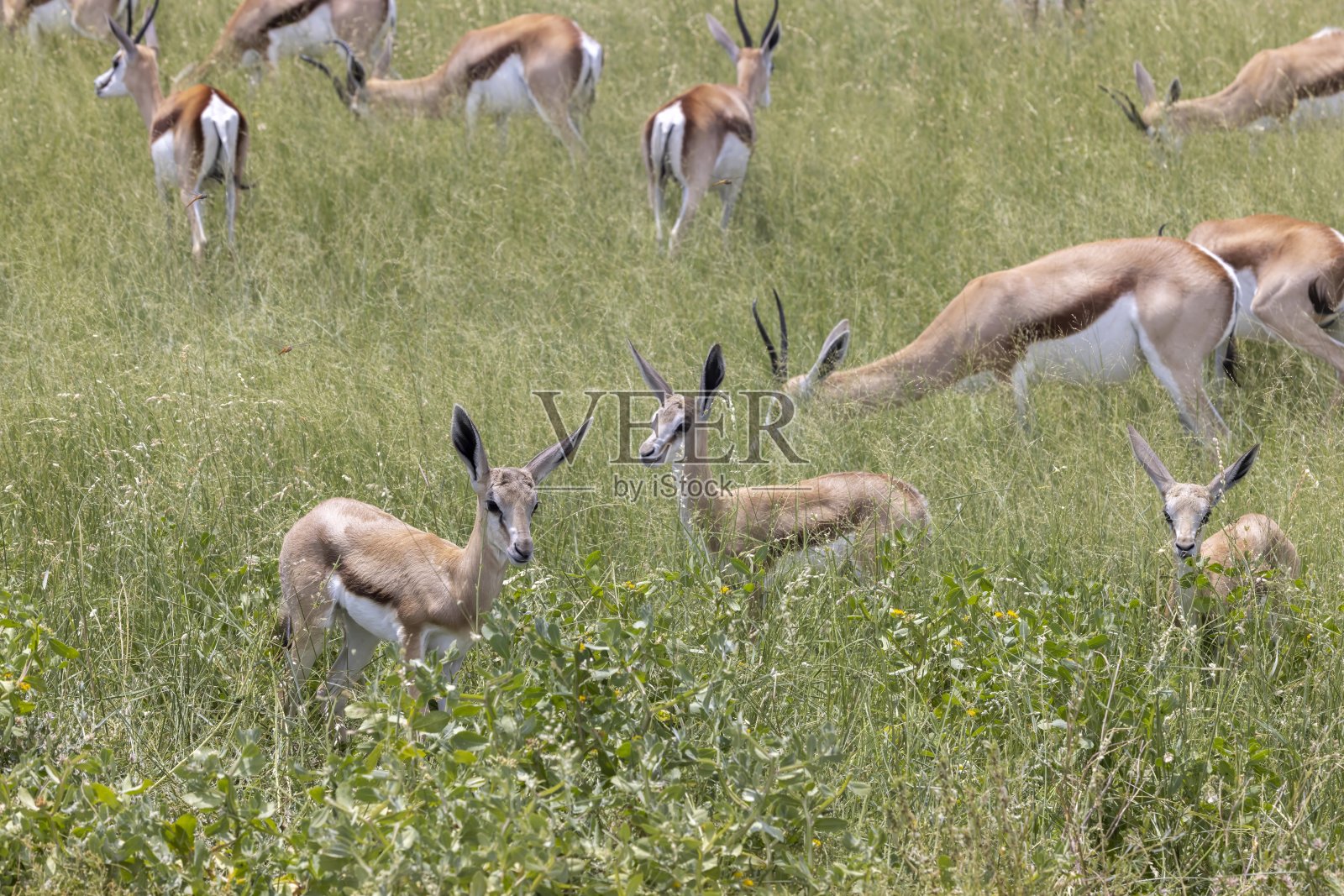 纳米比亚埃托沙国家公园里一群长着角的跳羚照片摄影图片