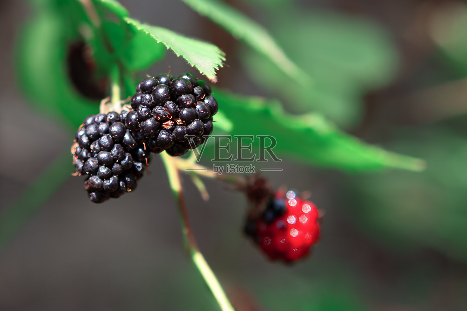 成熟的黑莓挂在树枝上照片摄影图片