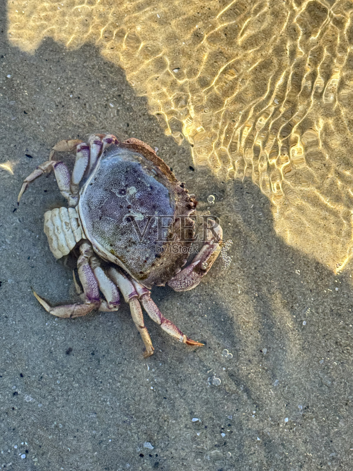 蟹壳照片摄影图片