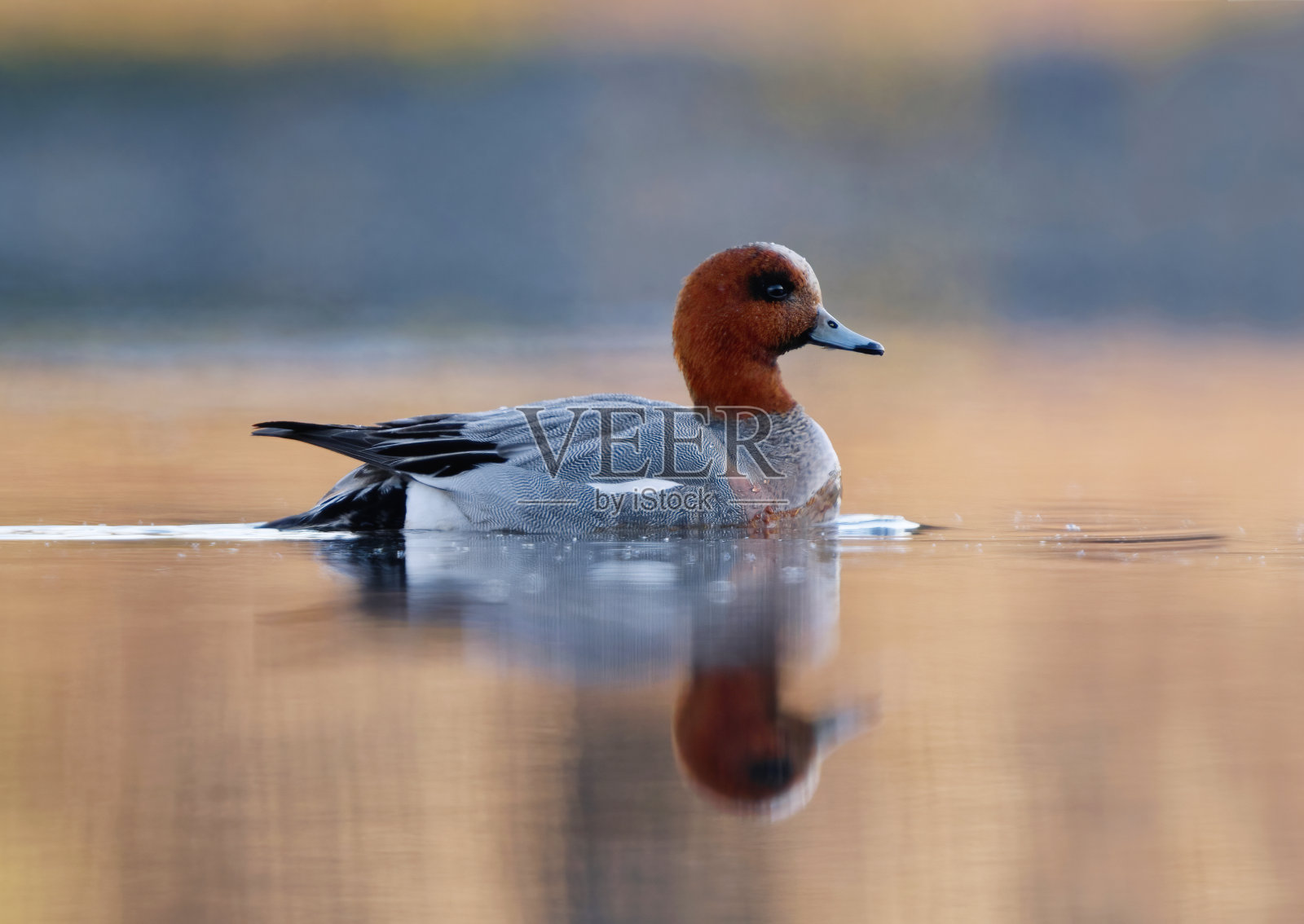 春季在湖中游泳的雄性欧亚冠雉或欧亚冠雉。照片摄影图片