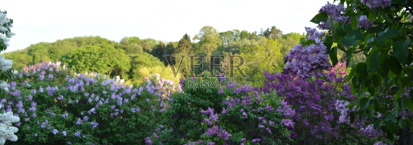 基辅植物园里紫色、白色和紫色的丁香丛照片摄影图片