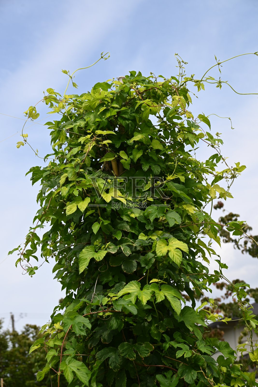 啤酒花啤酒花的雌花照片摄影图片