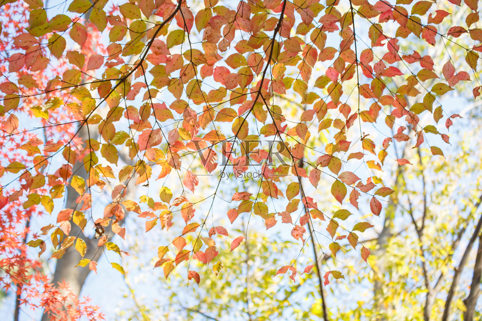 阔叶树五颜六色的秋叶照片摄影图片