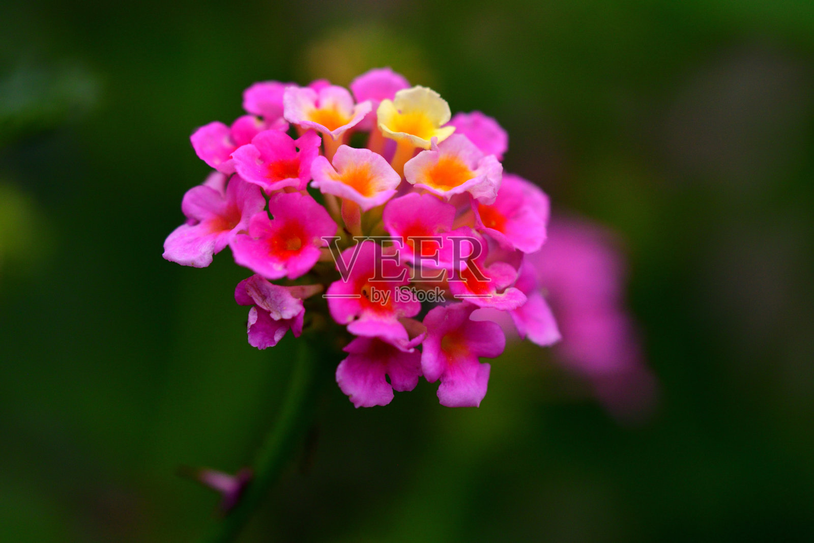 马缨丹:鲜艳的簇生花朵照片摄影图片