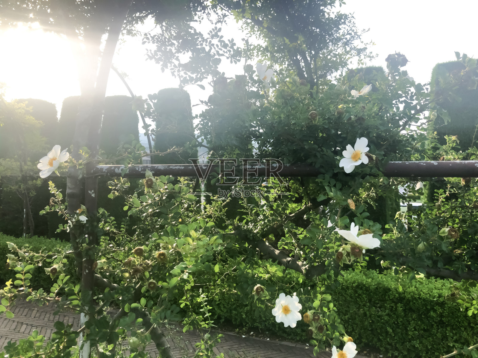 英国花园里的白刺照片摄影图片