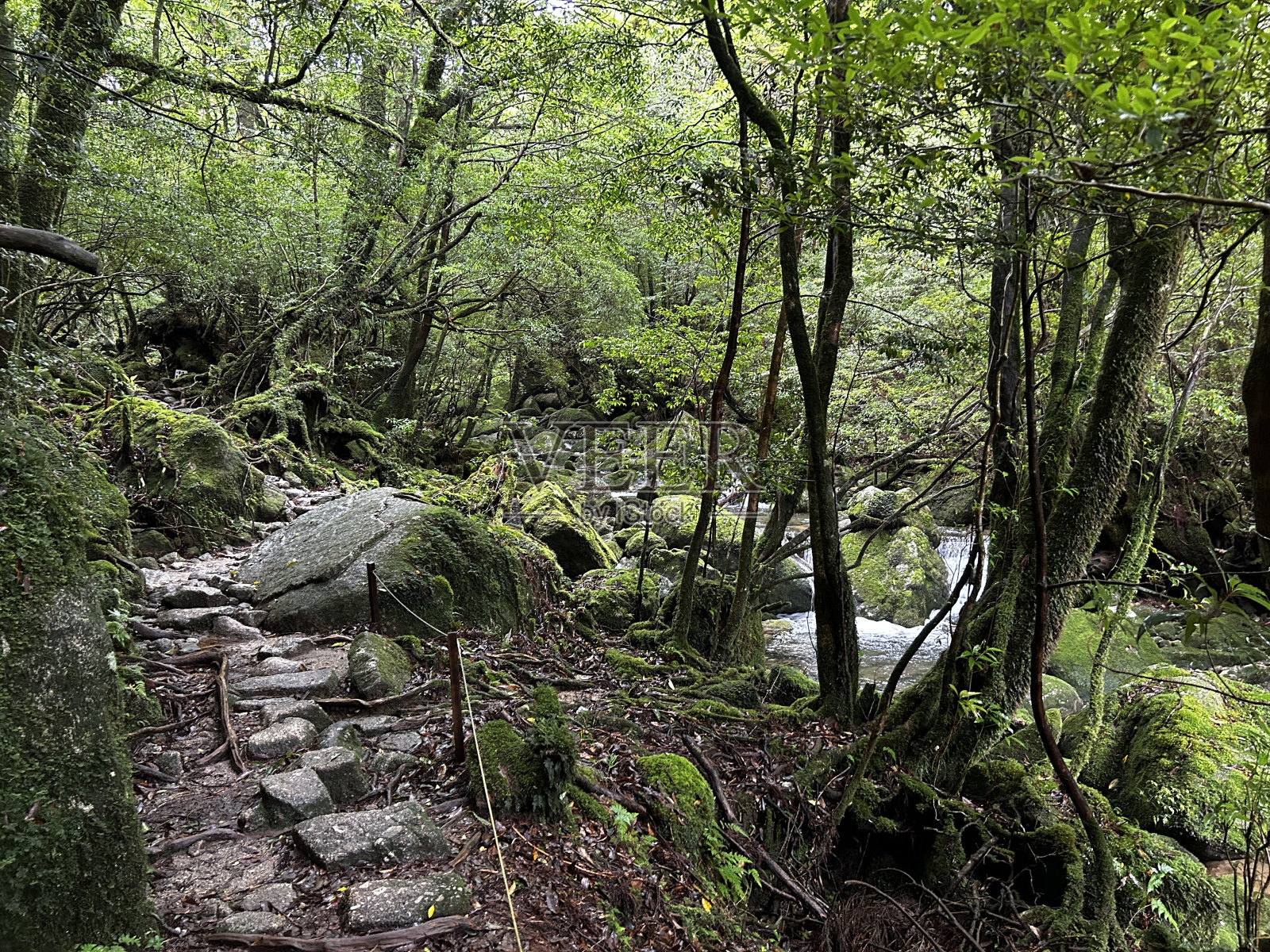 屋久岛的白谷Unsuikyo峡谷是一个郁郁葱葱的自然公园,里面有几棵古老的雪松,屋久岛是世界遗产,位于日本九州鹿儿岛县照片摄影图片