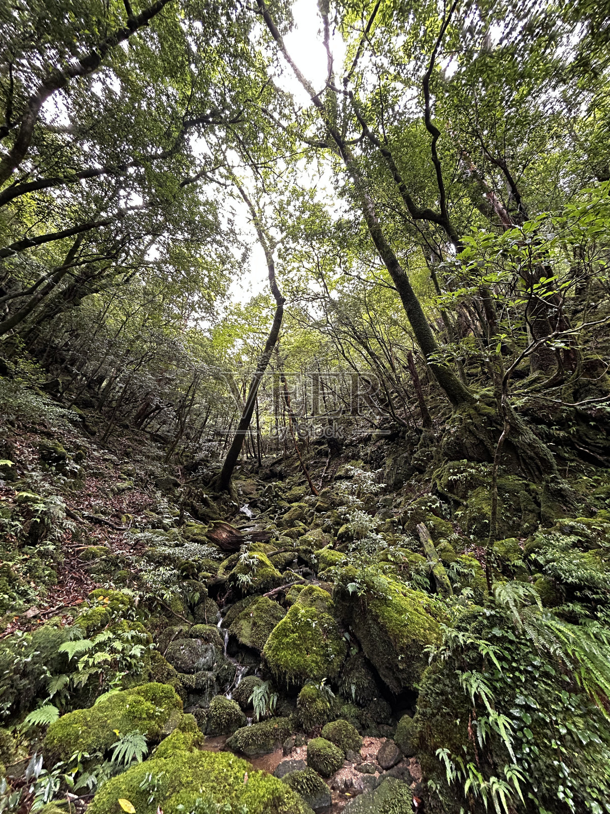屋久岛的白谷Unsuikyo峡谷是一个郁郁葱葱的自然公园,里面有几棵古老的雪松,屋久岛是世界遗产,位于日本九州鹿儿岛县照片摄影图片