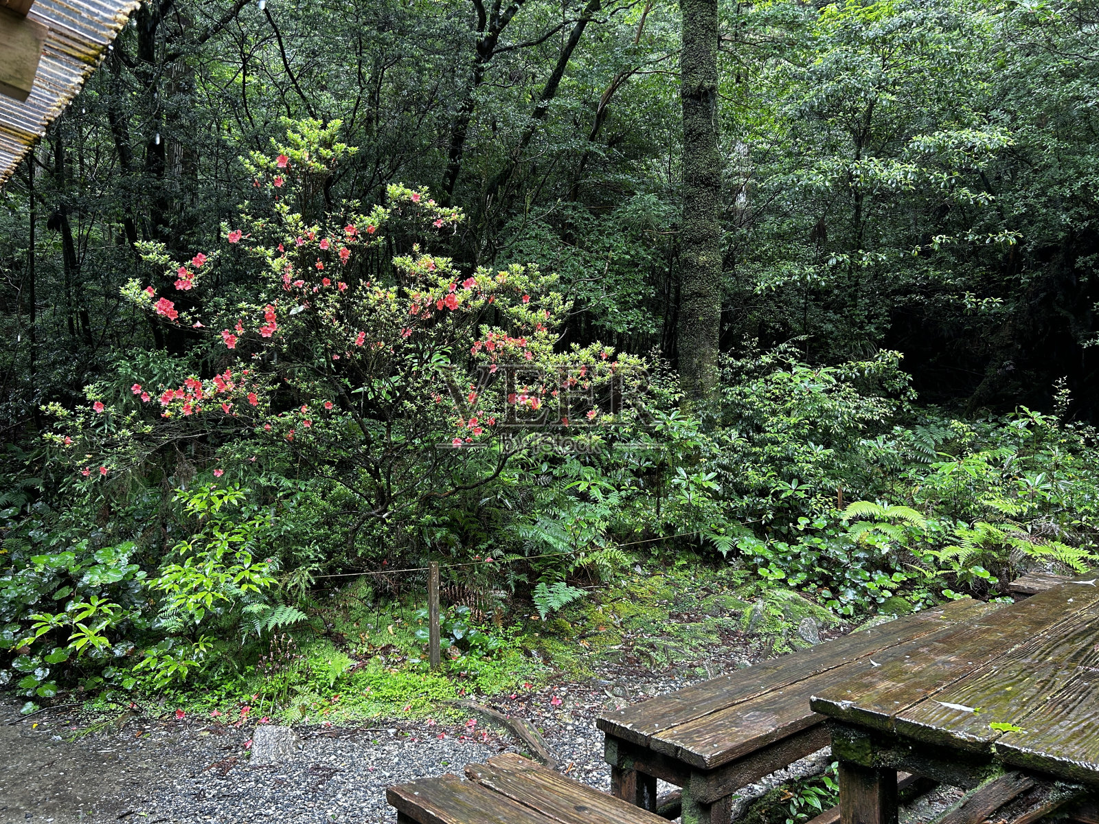 屋久岛的白谷Unsuikyo峡谷是一个郁郁葱葱的自然公园,里面有几棵古老的雪松,屋久岛是世界遗产,位于日本九州鹿儿岛县照片摄影图片