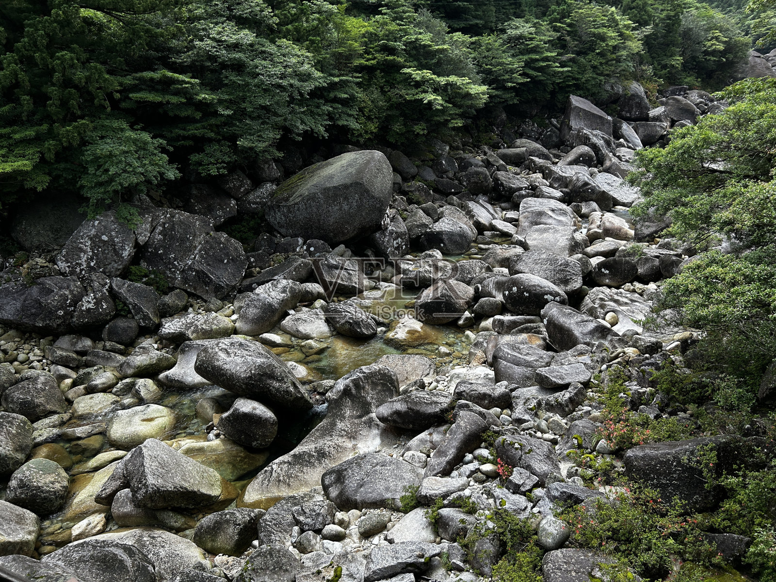 屋久岛的Jomonsugi是一棵巨大的雪松,是最古老的树。从荒川小道到高冢小屋的徒步路线。屋久岛的主要景点“珠月杉”是一棵巨大的雪松,是日本最古老的树木。照片摄影图片
