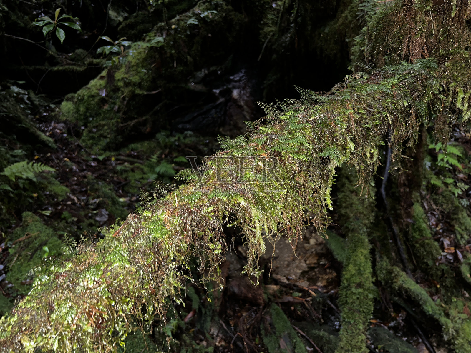 屋久虫地是一个居住着许多屋久虫的自然公园。这个公园是屋久岛最容易看到古雪松的地方之一。照片摄影图片
