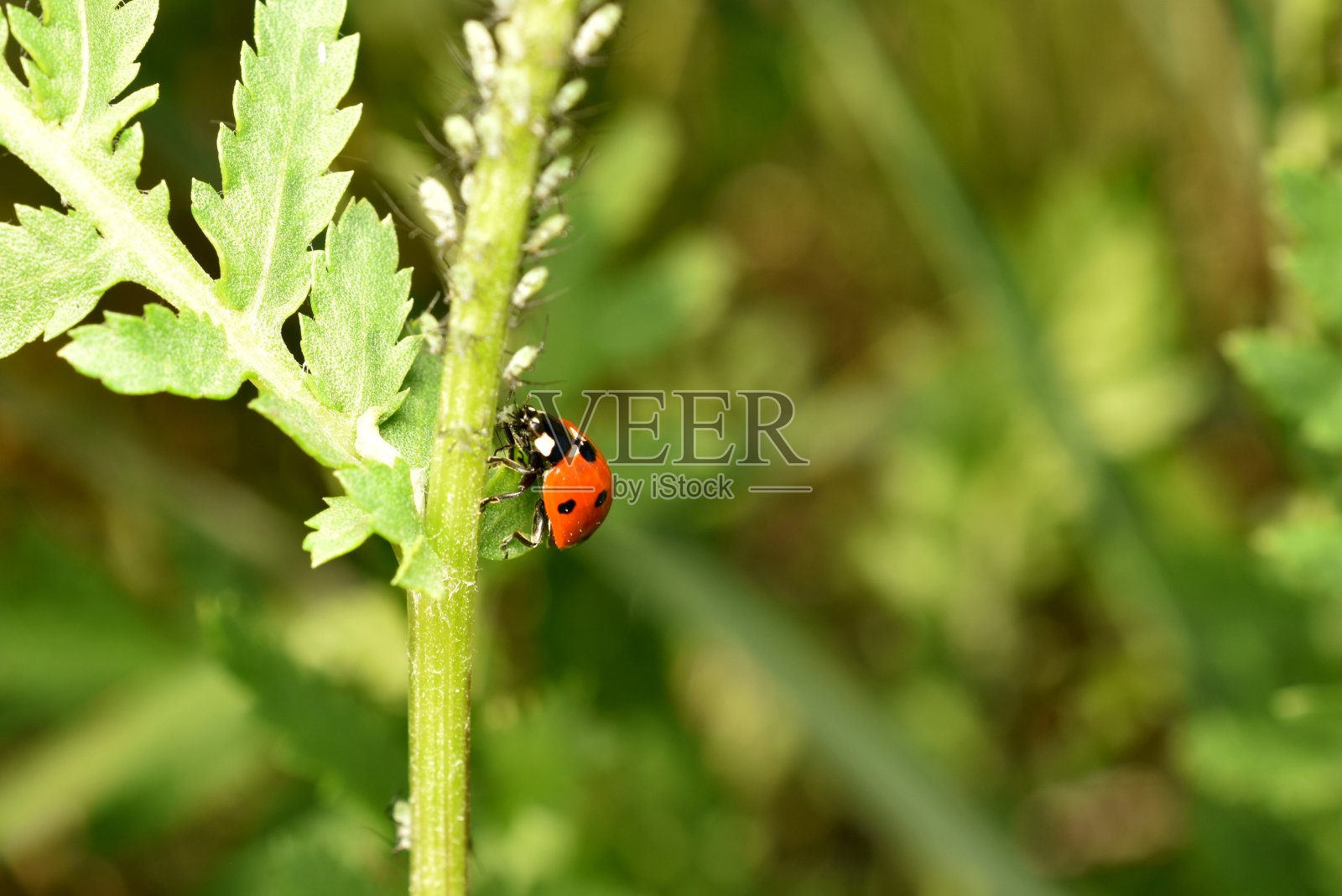 瓢虫吃蚜虫。照片摄影图片