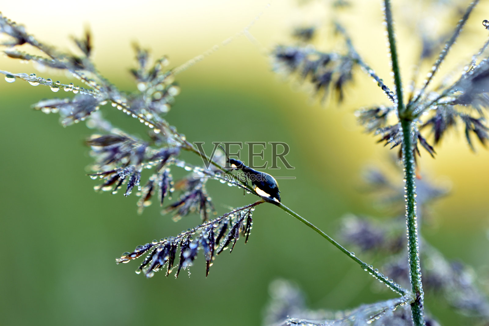 草和昆虫都被露珠覆盖了。照片摄影图片