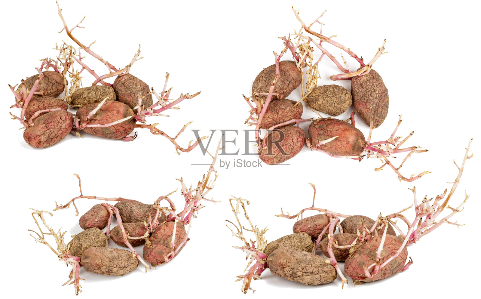 在白色背景上分离的一组发芽的粉红色马铃薯照片摄影图片