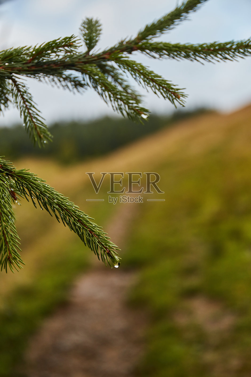 森林小路上有雨滴的松枝。夏天的博尔扎瓦山脉。喀尔巴阡山脉,乌克兰照片摄影图片