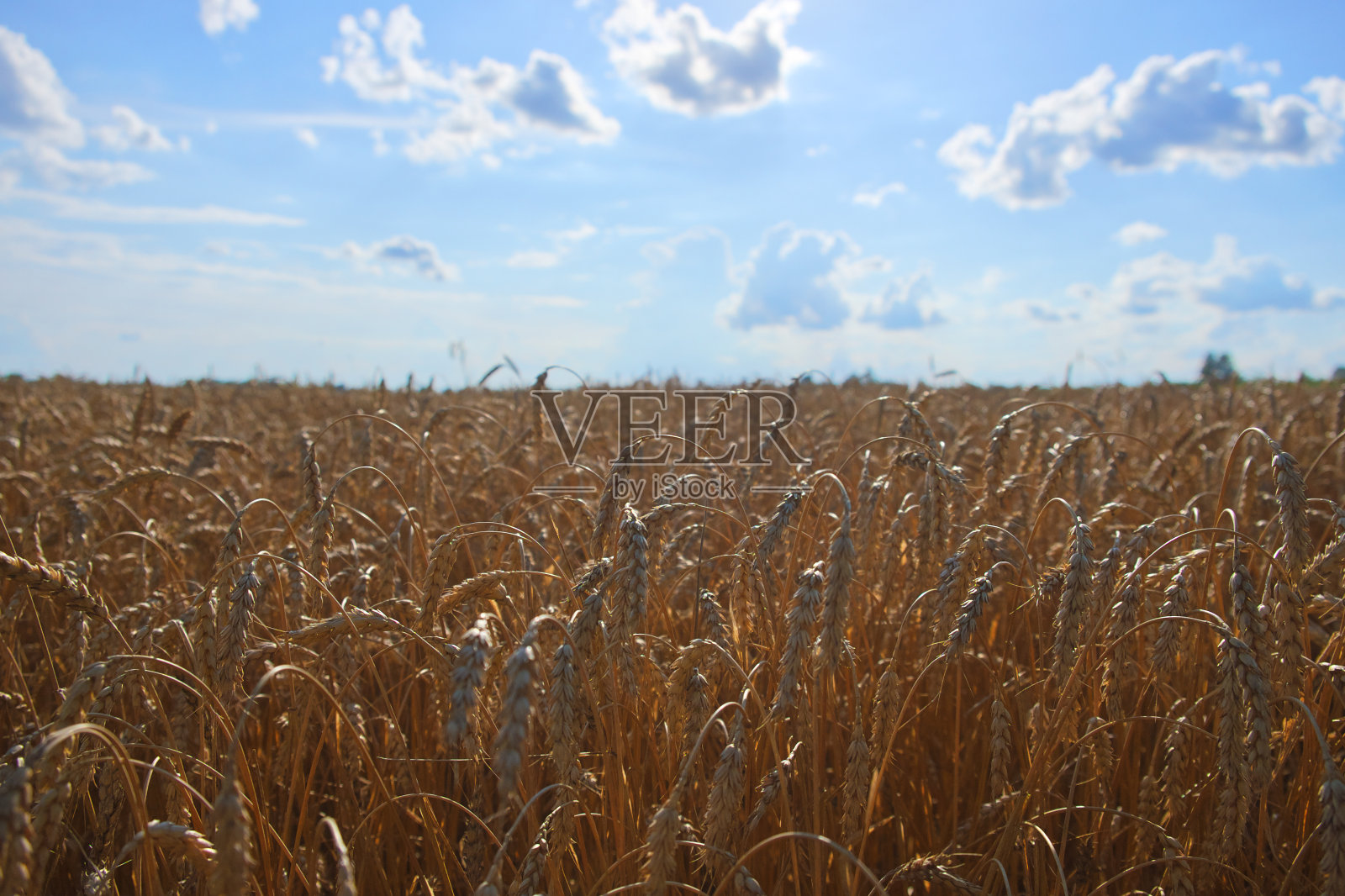 成熟的金黄色小麦的小穗映衬着晴朗的蓝天。在一个阳光明媚的夏日收获谷物。农业植物。照片摄影图片