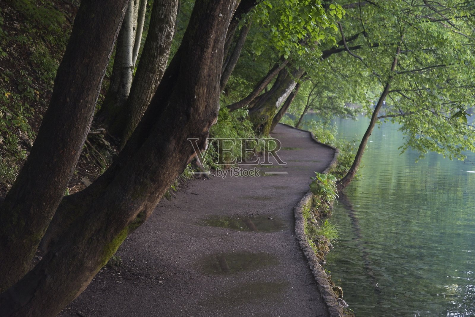 湖边一条树木覆盖的小路照片摄影图片
