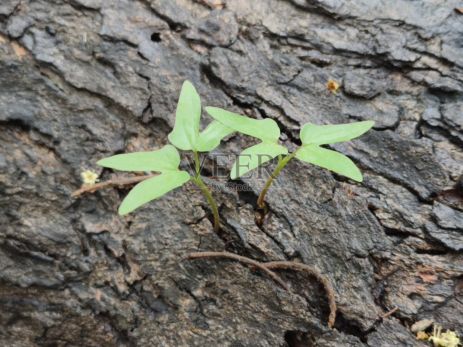 树皮上的新生命照片摄影图片