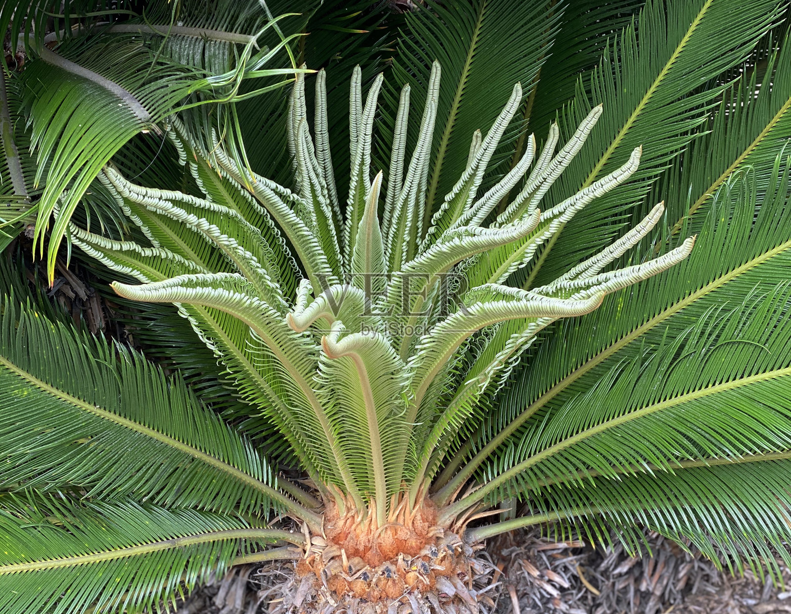 西米棕榈新增长开放德尔马加利福尼亚州照片摄影图片