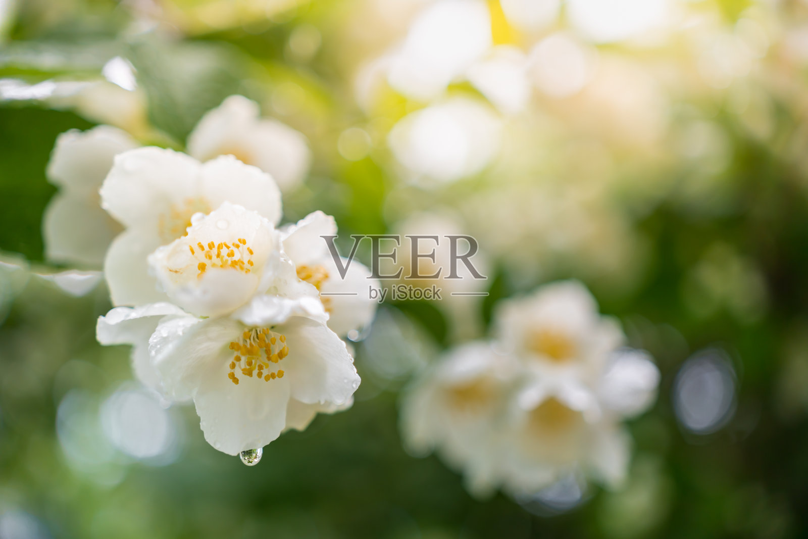 鲜湿的茉莉花雨后在夏日的阳光下绽放照片摄影图片