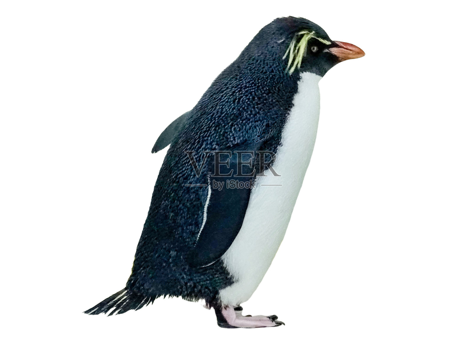 南部跳岩企鹅(黄体企鹅),孤立于白色照片摄影图片