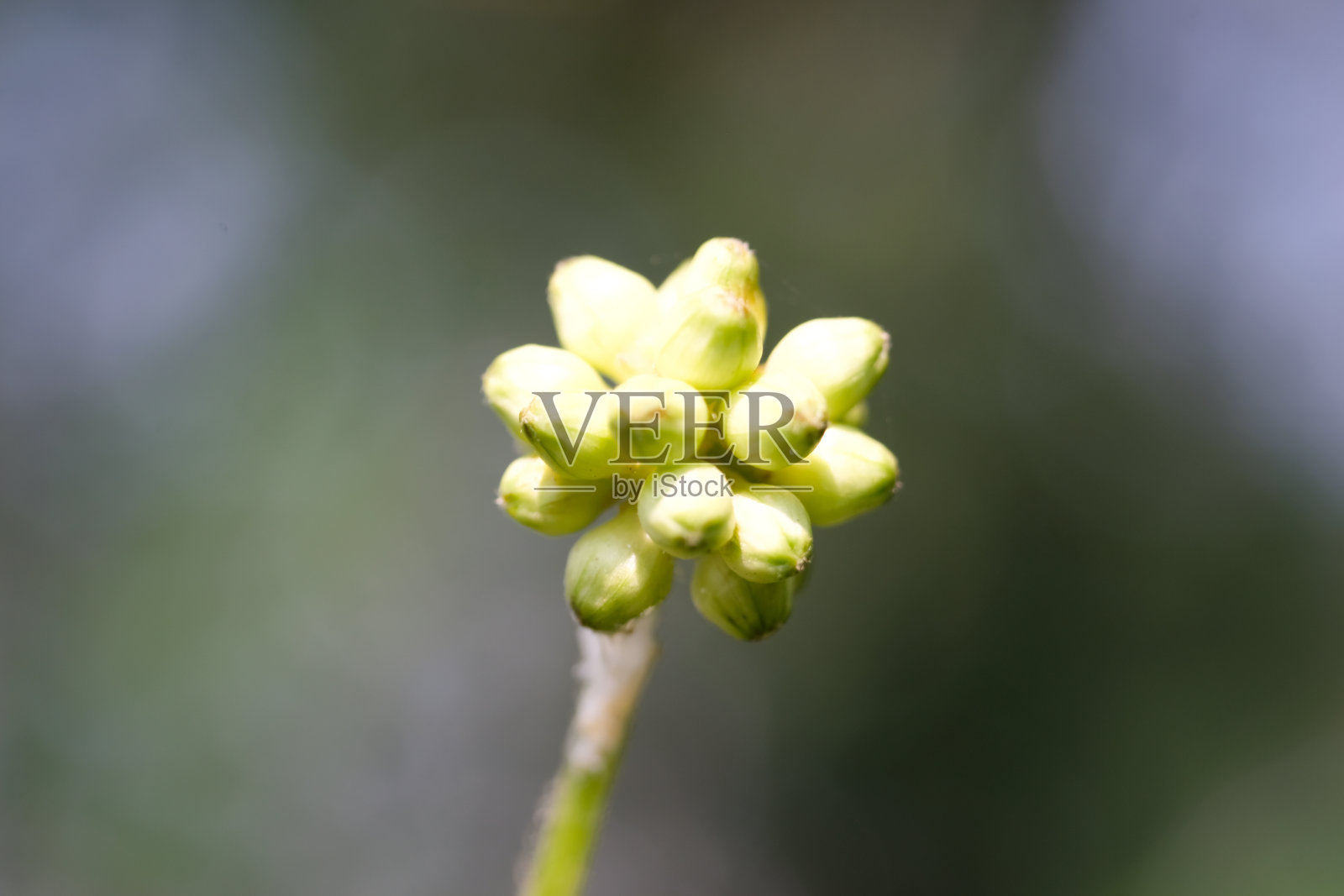 苏里南花籽照片摄影图片