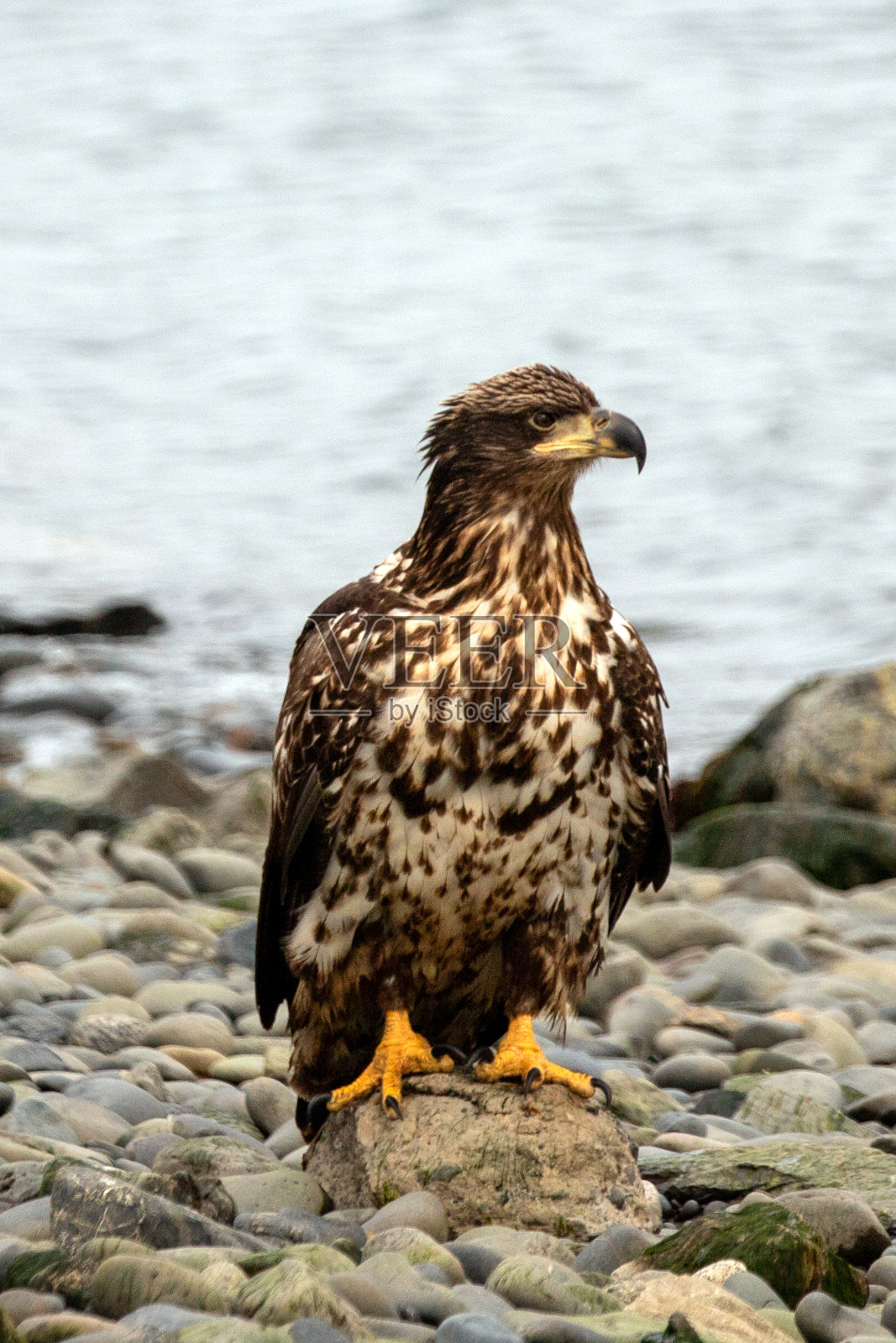 在美国阿拉斯加州荷马海岸的岩石海滩上,年轻的斑点美国秃鹰照片摄影图片