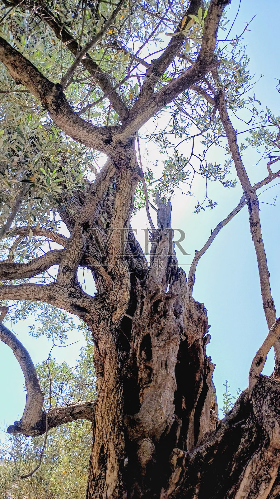 树,干树,树干和树枝照片摄影图片