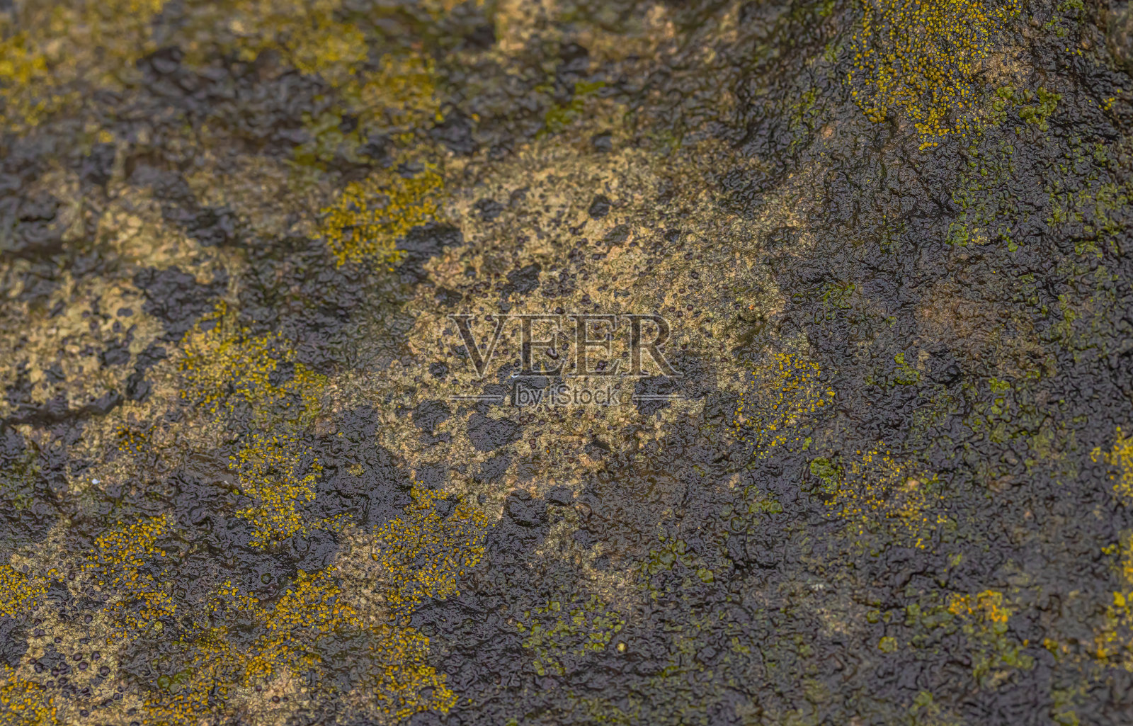 黑色地衣和橙色地衣照片摄影图片