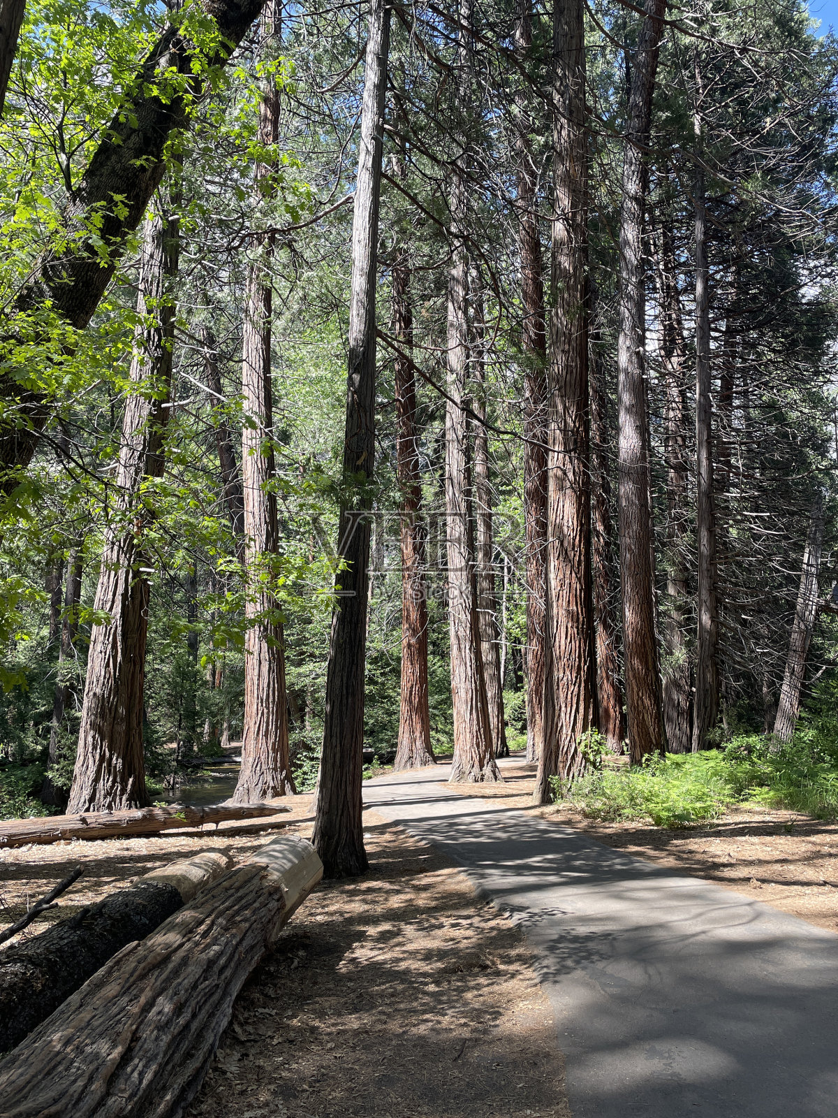 约塞米蒂国家公园照片摄影图片