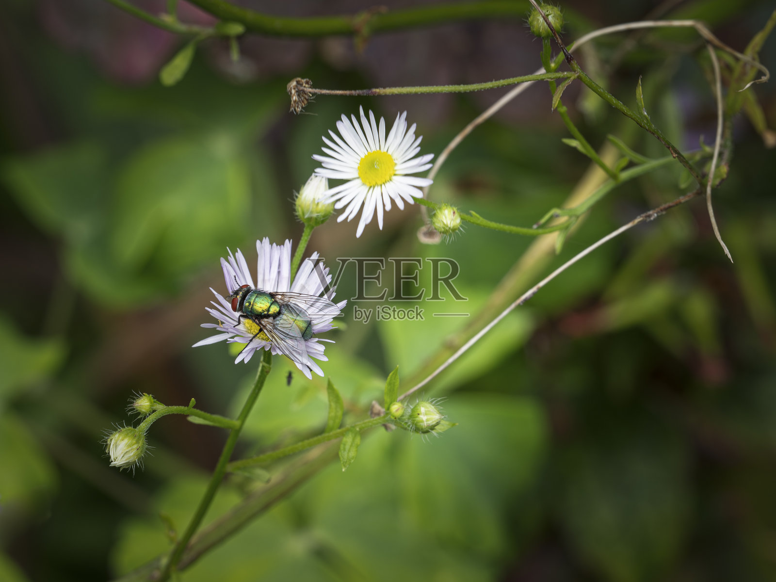 绿瓶子飞在黛西身上照片摄影图片