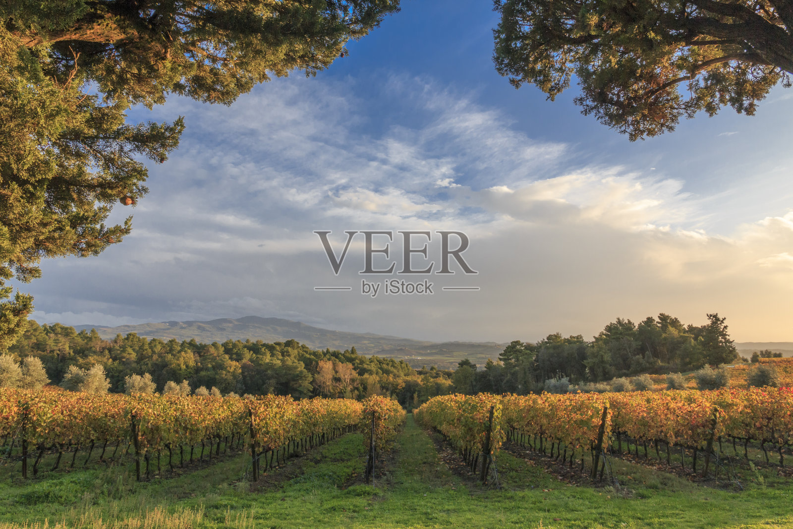 意大利。托斯卡纳。秋天葡萄园的景色。照片摄影图片