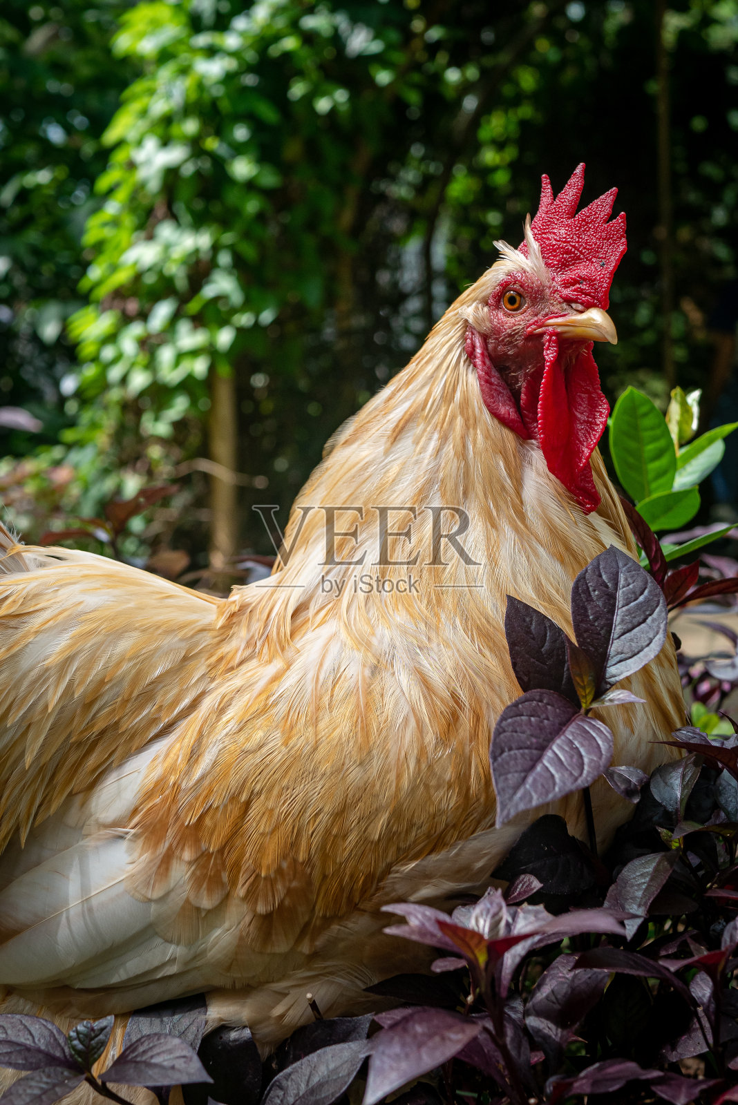 公鸡照片摄影图片