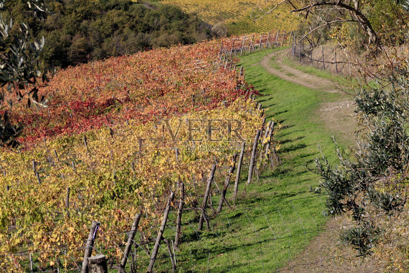 意大利。托斯卡纳。在基安蒂酒中格雷夫。基安蒂葡萄园,酿酒葡萄不断生长。照片摄影图片