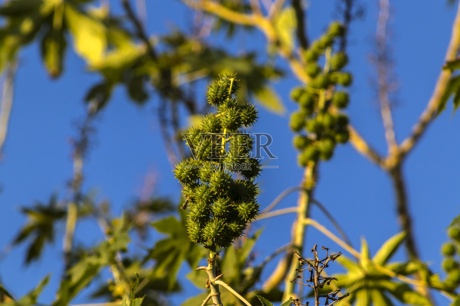 蓖麻属种子植物照片摄影图片