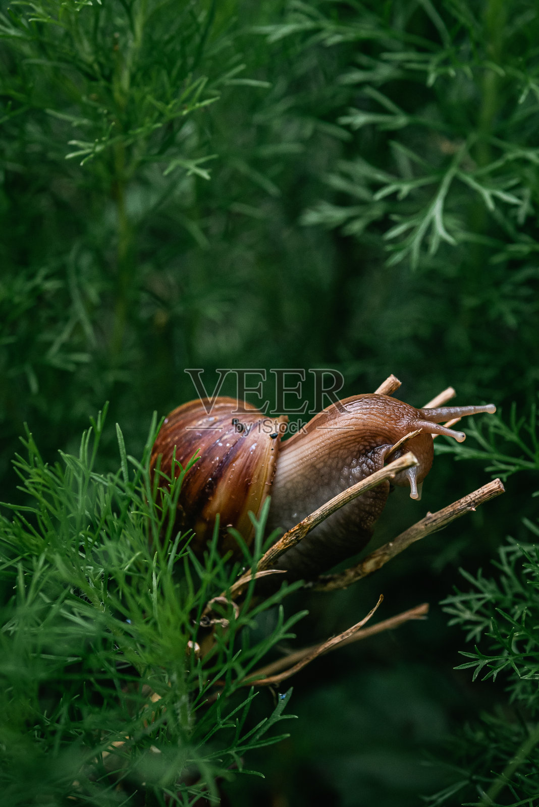 蜗牛照片摄影图片