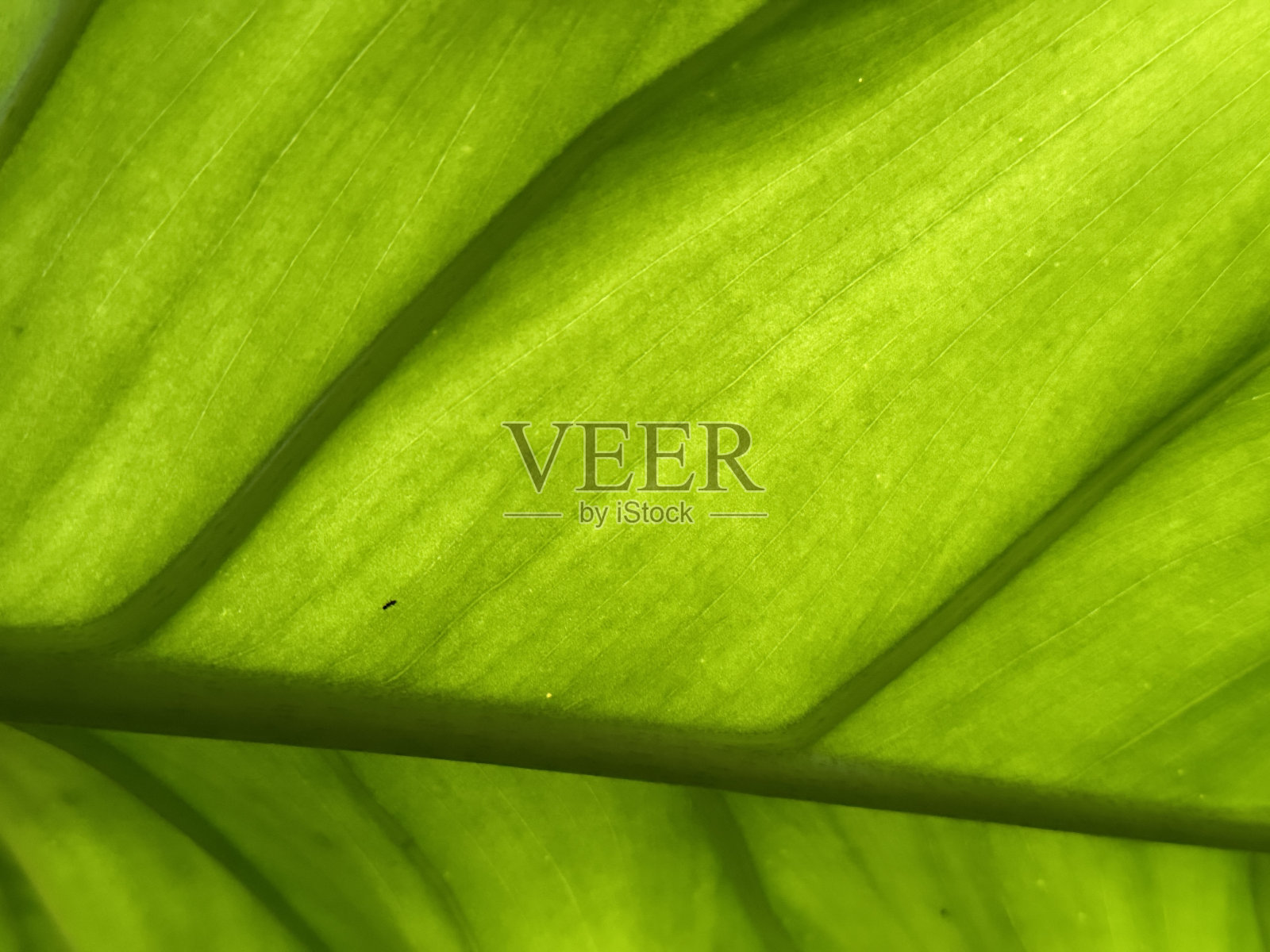 阳光照在绿叶上。照片摄影图片