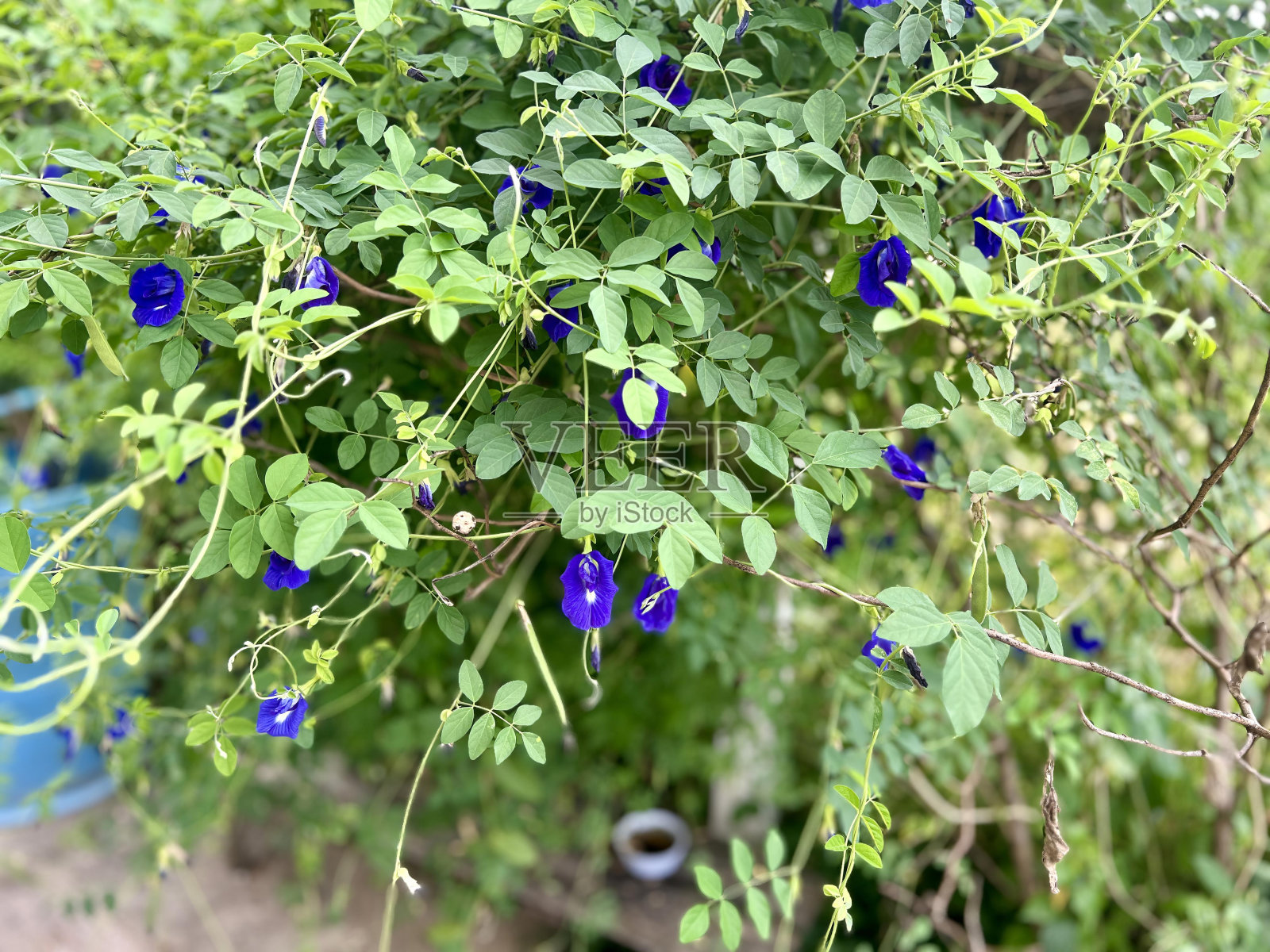 树上长着一朵蓝色的花。照片摄影图片