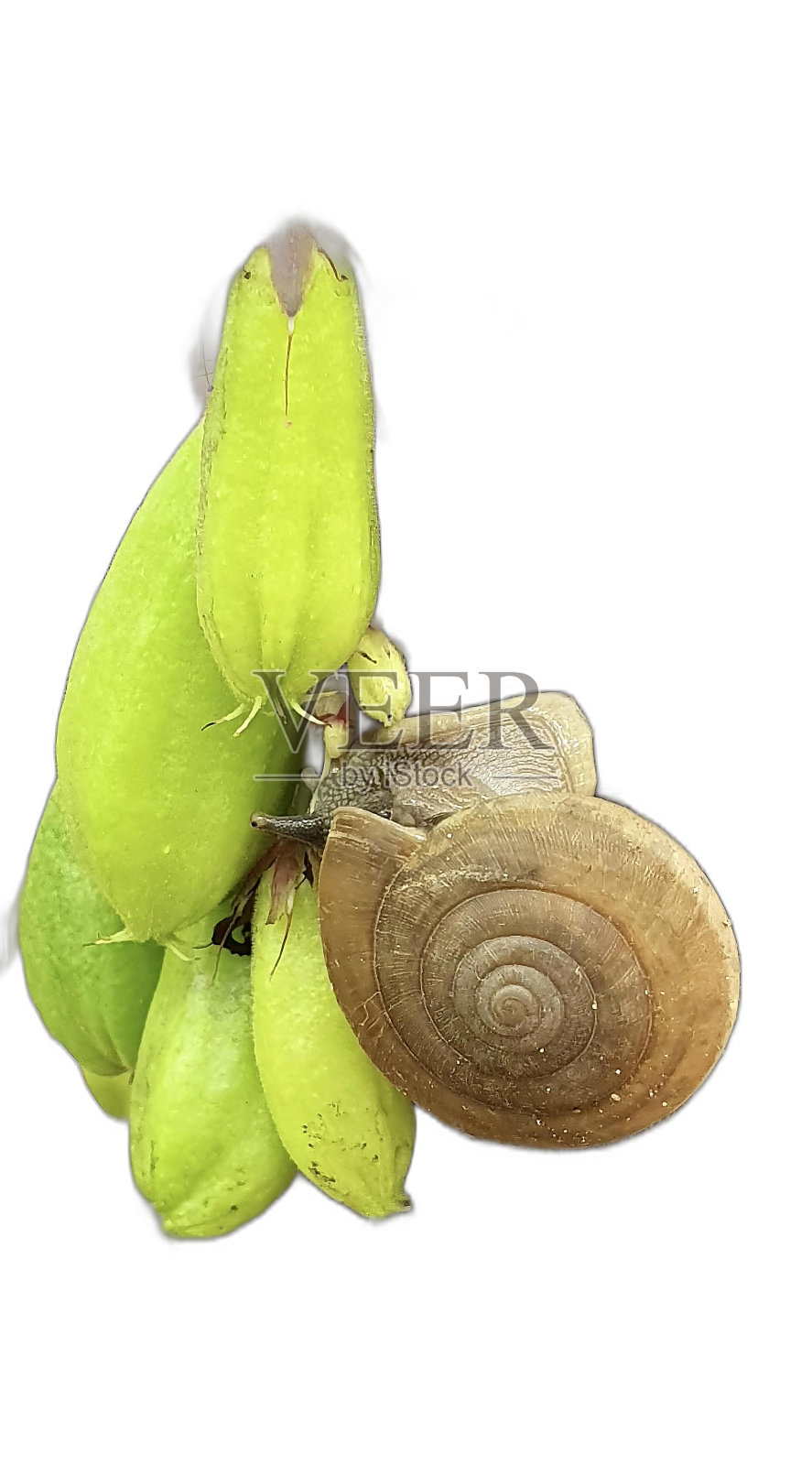 一串香蕉的照片,上面有一只蜗牛。照片摄影图片