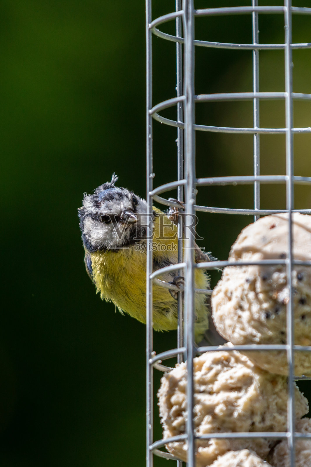 一只蓝色山雀栖息在装满糖球的花园喂鸟器上的特写照片摄影图片