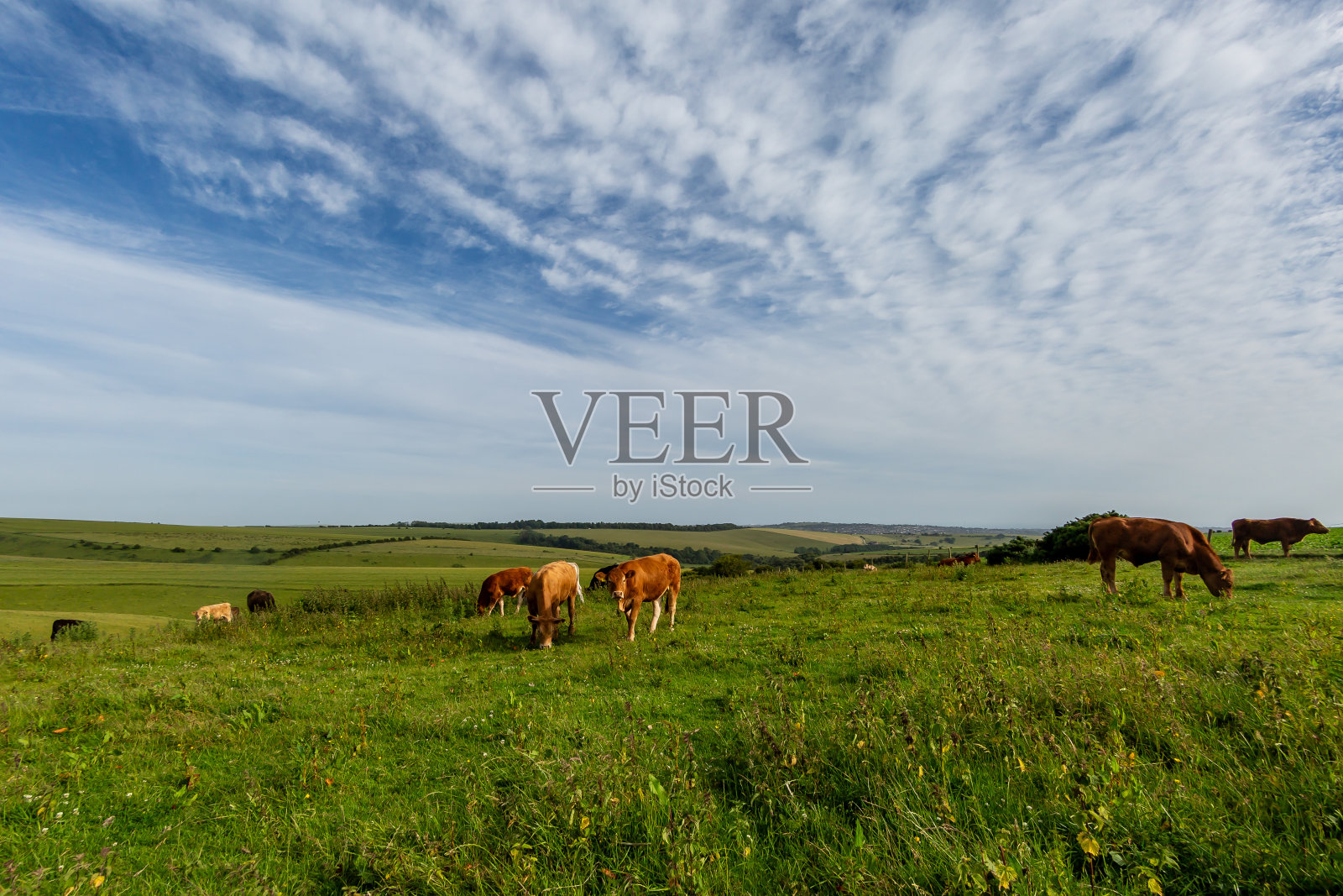 这是苏塞克斯郡的乡村风景,沿着沟岭灯塔的南Downs路,奶牛在山坡上吃草,头顶是蓝天照片摄影图片