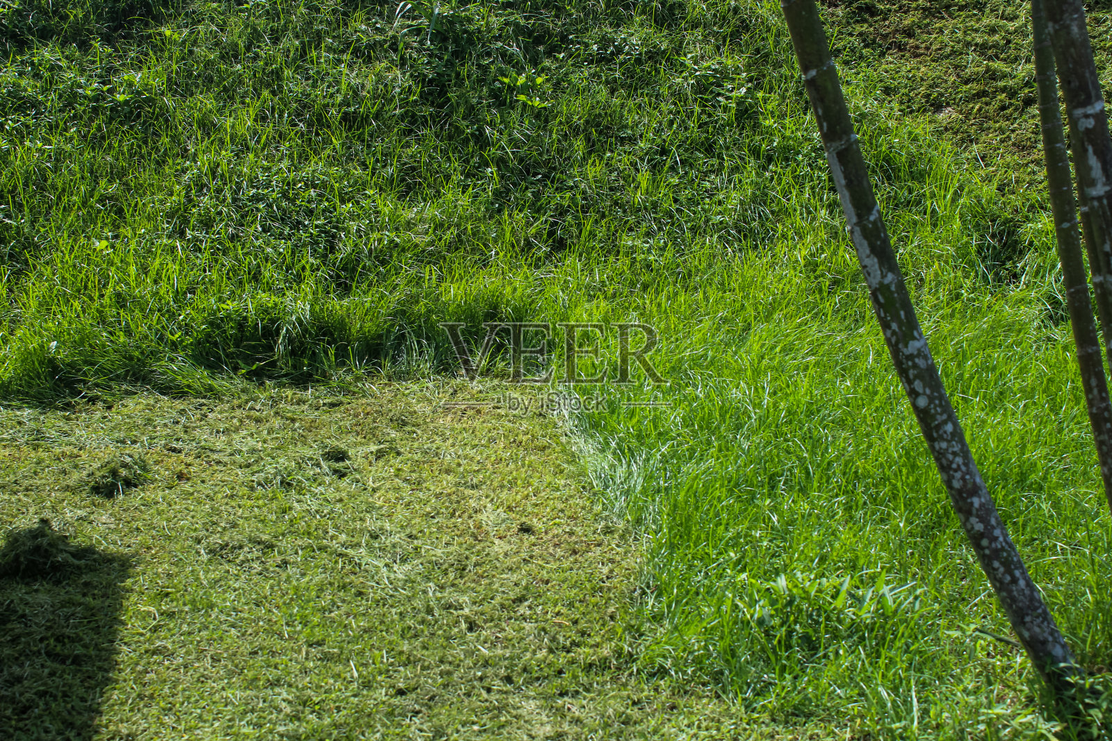 草照片摄影图片