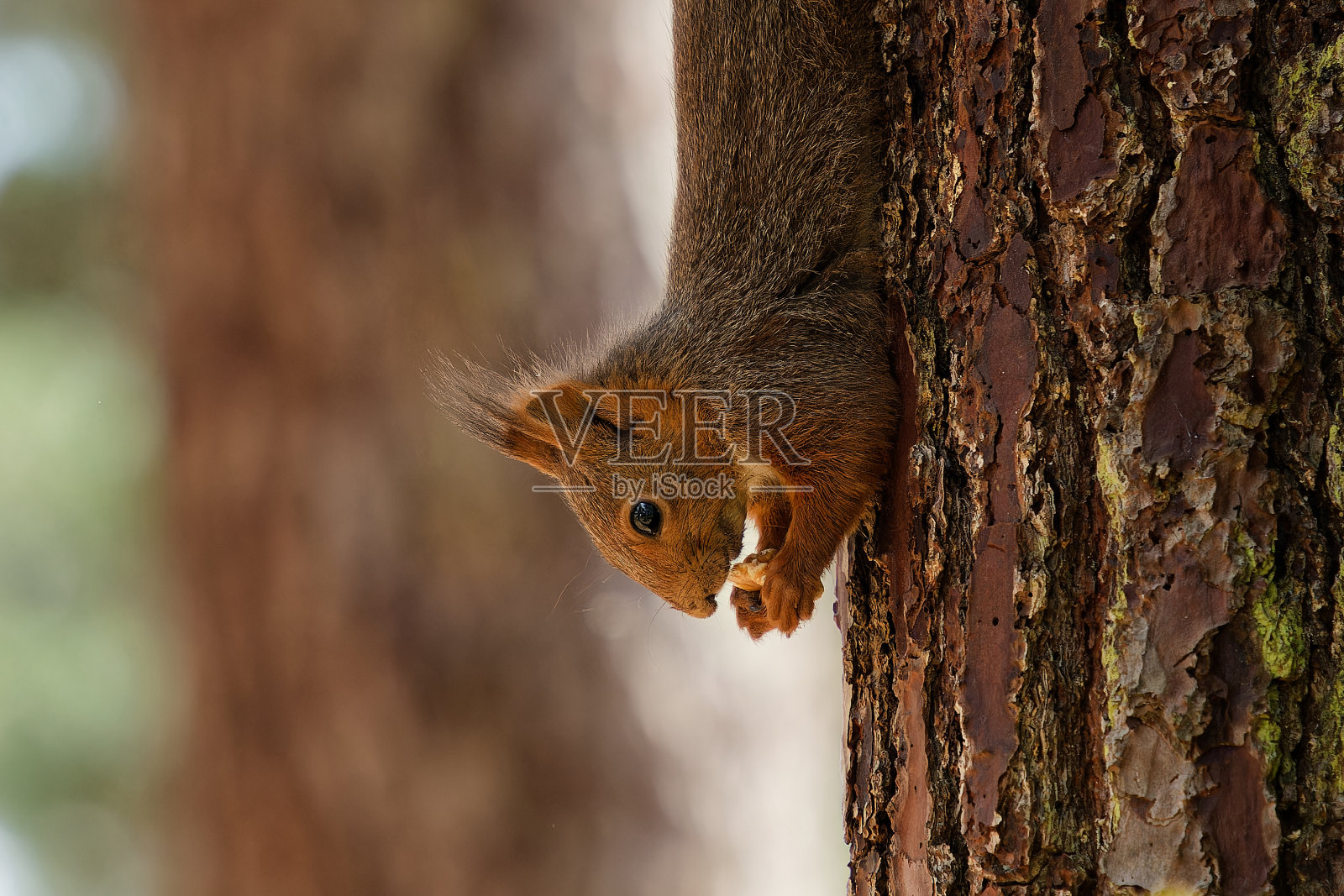 一种欧亚松鼠,皮毛略带红色,挂在树上吃坚果照片摄影图片