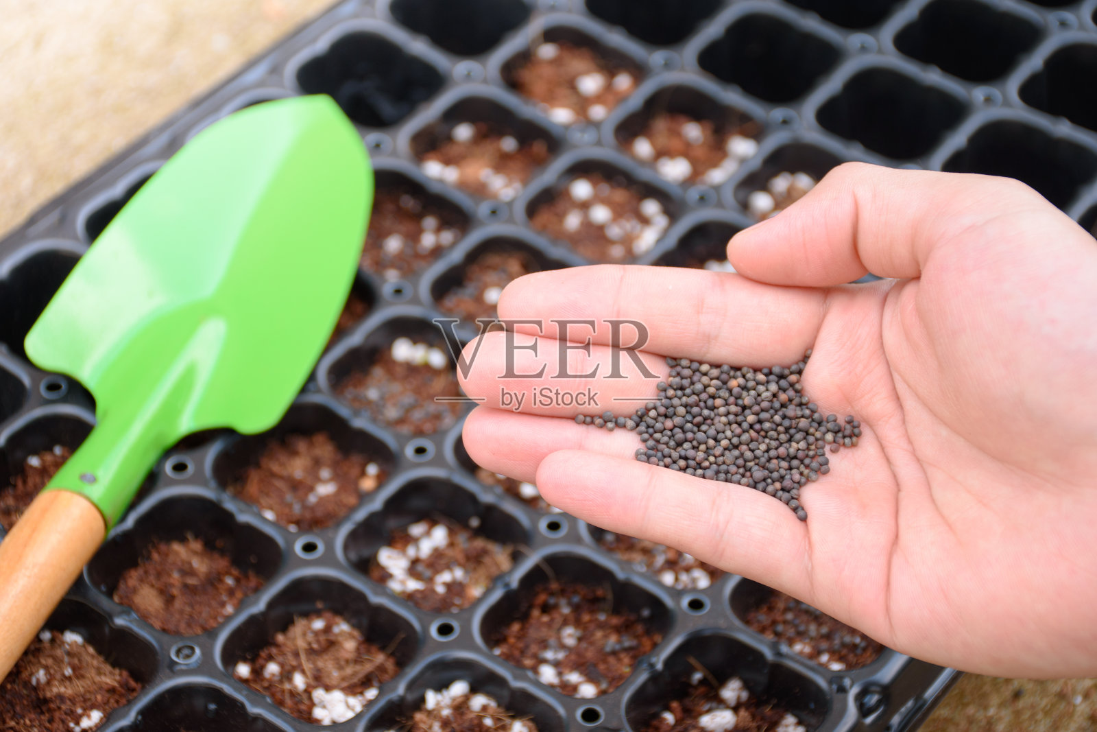 农民手拿植物种子对背景的苗圃托盘肥料和铲子为农业种植和苗圃。种植、苗圃用农业设备。照片摄影图片