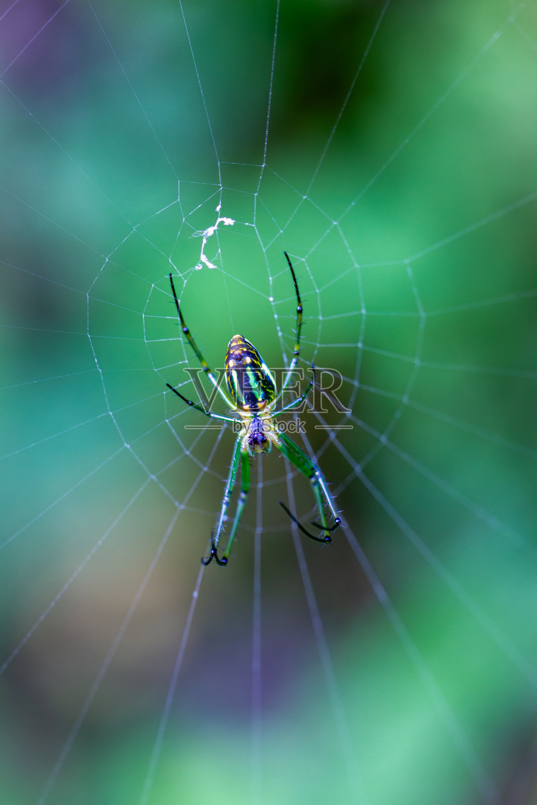 掠夺性的优雅:台湾乌来的巨型木蜘蛛盛宴。照片摄影图片