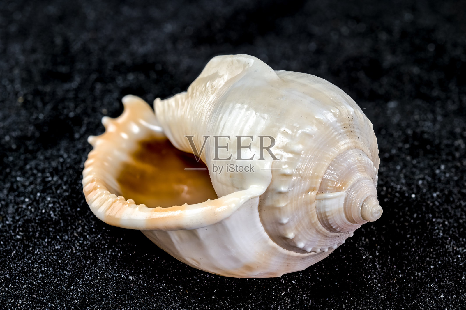 黑沙背景上的海贝壳照片摄影图片
