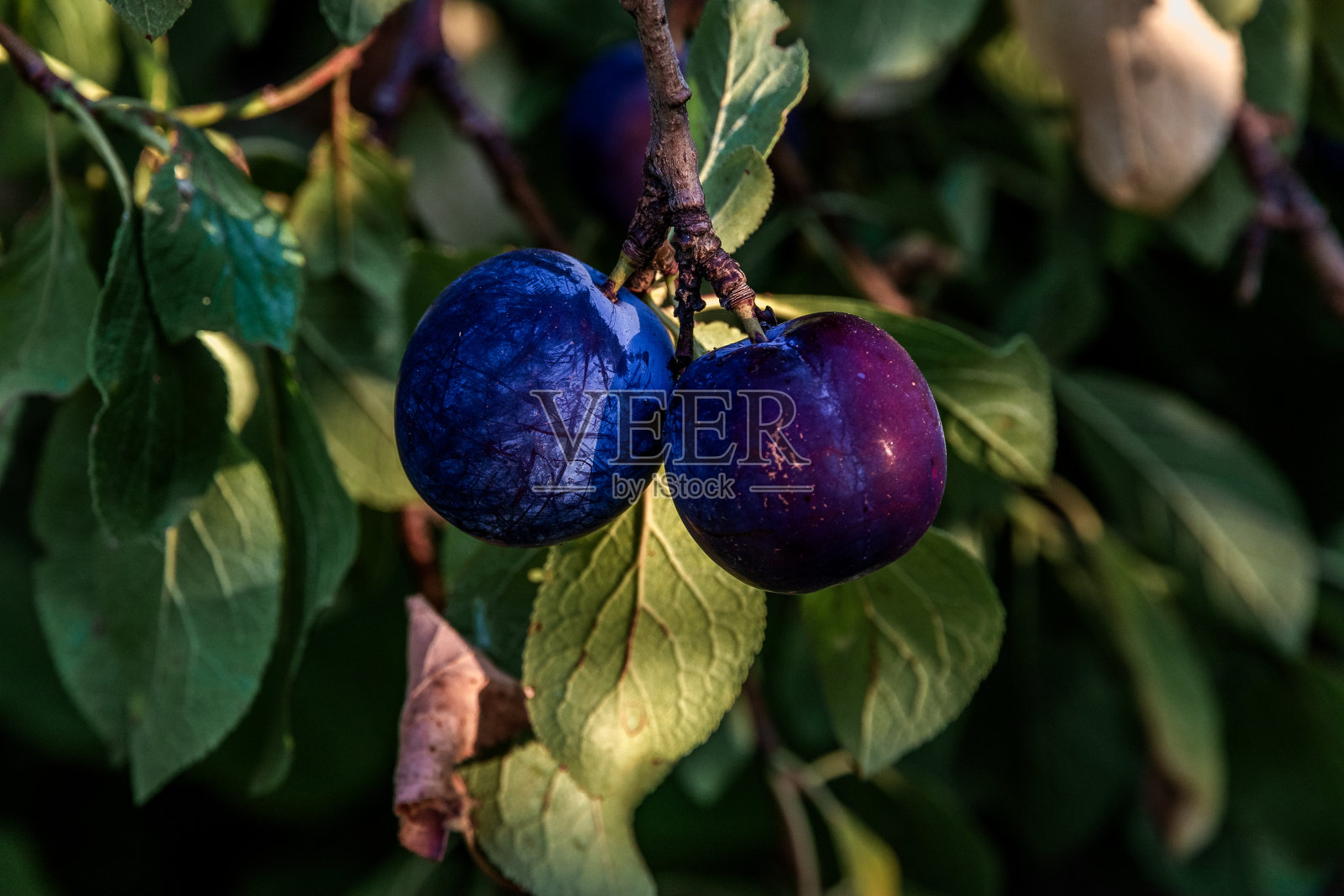 成熟的李子挂在树枝上,准备收割。照片摄影图片